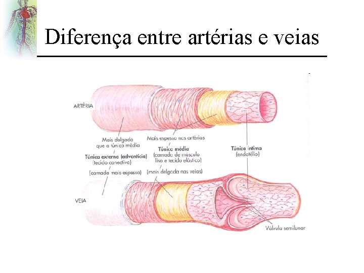 Diferença entre artérias e veias 