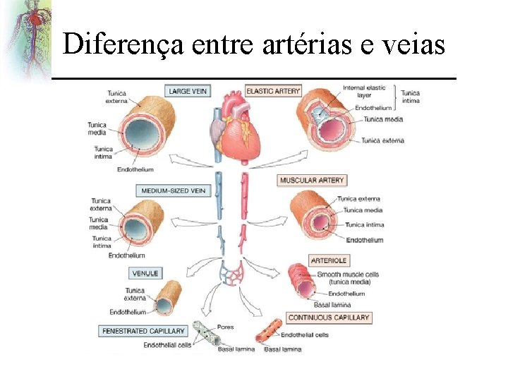 Diferença entre artérias e veias 