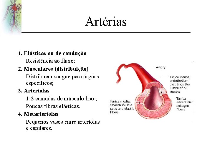 Artérias 1. Elásticas ou de condução Resistência ao fluxo; 2. Musculares (distribuição) Distribuem sangue