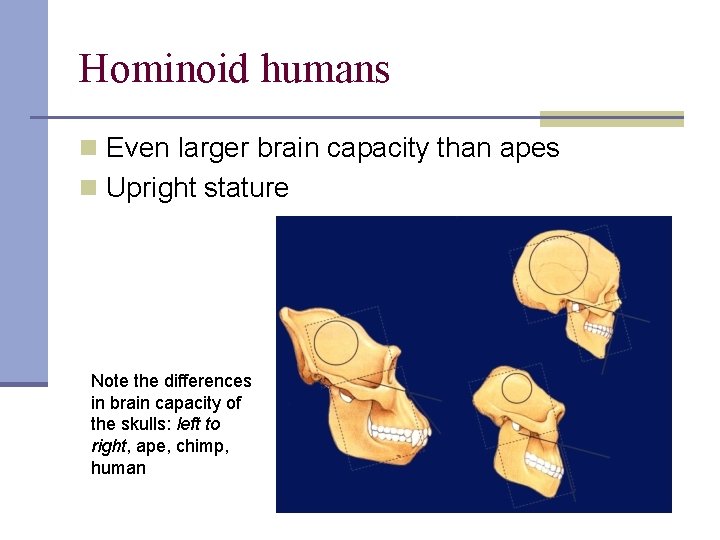 Hominoid humans n Even larger brain capacity than apes n Upright stature Note the