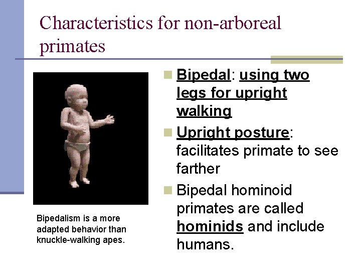 Characteristics for non-arboreal primates n Bipedal: using two Bipedalism is a more adapted behavior
