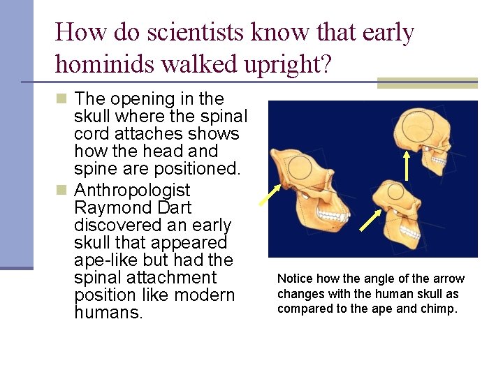 How do scientists know that early hominids walked upright? n The opening in the