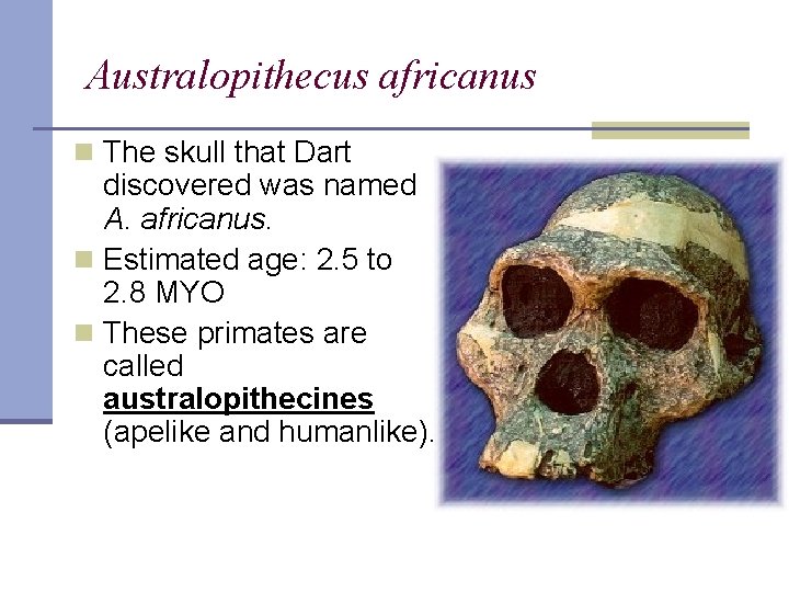 Australopithecus africanus n The skull that Dart discovered was named A. africanus. n Estimated