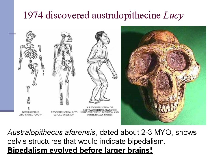 1974 discovered australopithecine Lucy Australopithecus afarensis, dated about 2 -3 MYO, shows pelvis structures