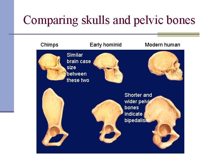 Comparing skulls and pelvic bones Chimps Early hominid Modern human Similar brain case size