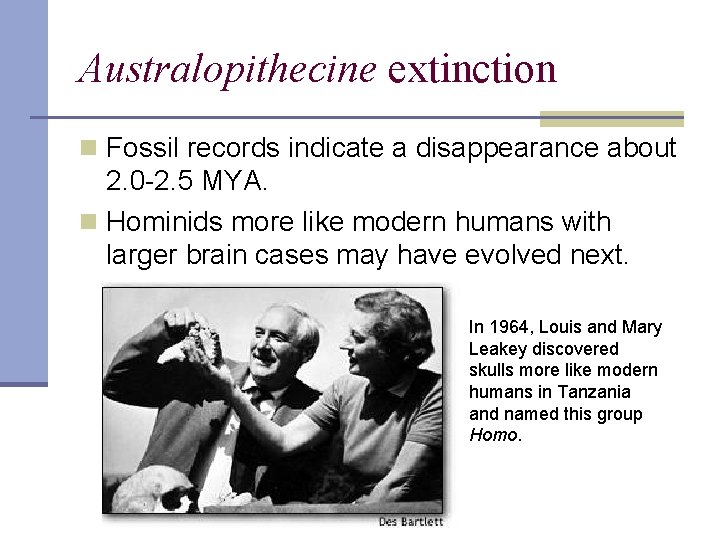 Australopithecine extinction n Fossil records indicate a disappearance about 2. 0 -2. 5 MYA.
