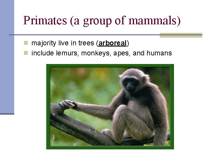 Primates (a group of mammals) n majority live in trees (arboreal) n include lemurs,