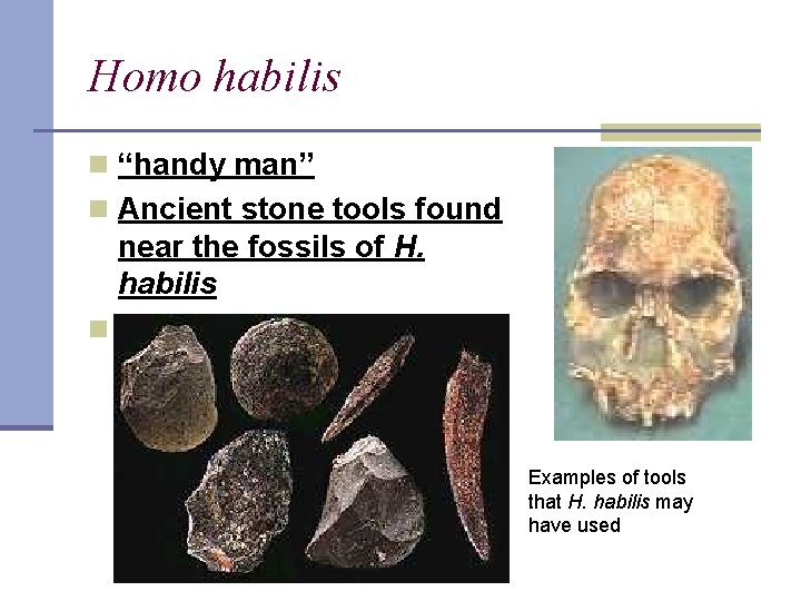 Homo habilis n “handy man” n Ancient stone tools found near the fossils of