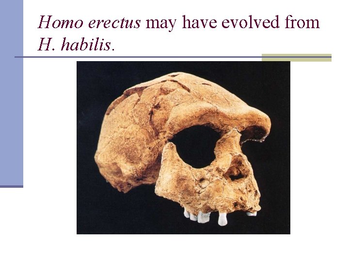 Homo erectus may have evolved from H. habilis. 
