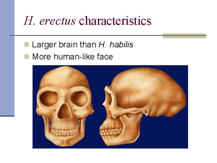 H. erectus characteristics n Larger brain than H. habilis n More human-like face 