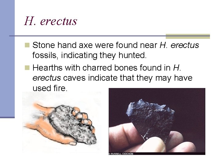 H. erectus n Stone hand axe were found near H. erectus fossils, indicating they
