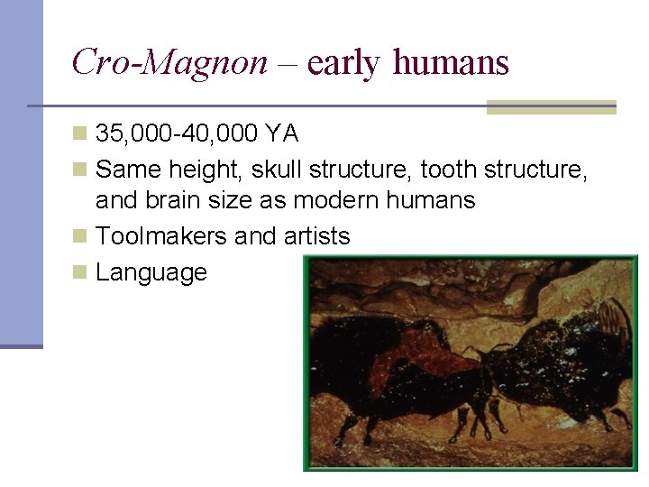 Cro-Magnon – early humans n 35, 000 -40, 000 YA n Same height, skull