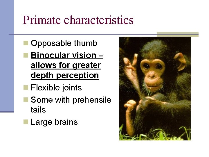 Primate characteristics n Opposable thumb n Binocular vision – allows for greater depth perception