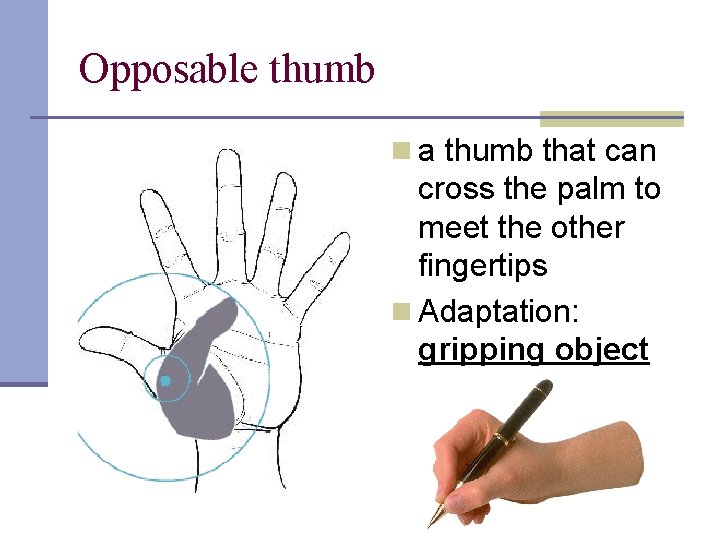 Opposable thumb n a thumb that can cross the palm to meet the other