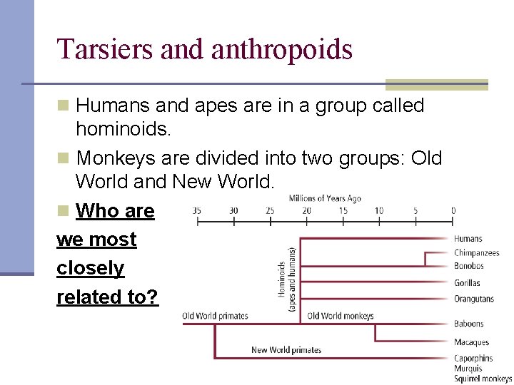 Tarsiers and anthropoids n Humans and apes are in a group called hominoids. n