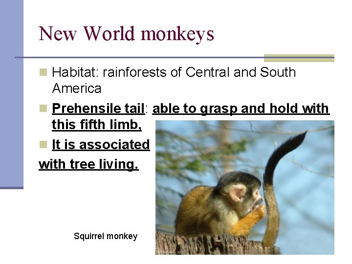 New World monkeys n Habitat: rainforests of Central and South America n Prehensile tail: