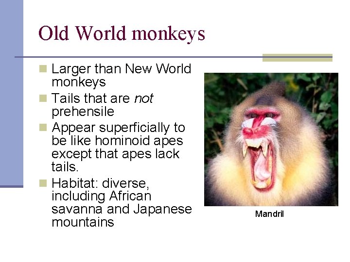 Old World monkeys n Larger than New World monkeys n Tails that are not