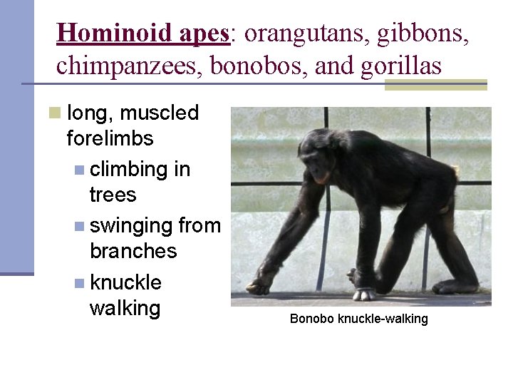 Hominoid apes: orangutans, gibbons, chimpanzees, bonobos, and gorillas n long, muscled forelimbs n climbing