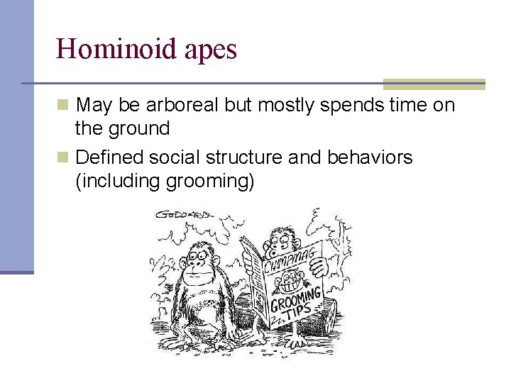 Hominoid apes n May be arboreal but mostly spends time on the ground n