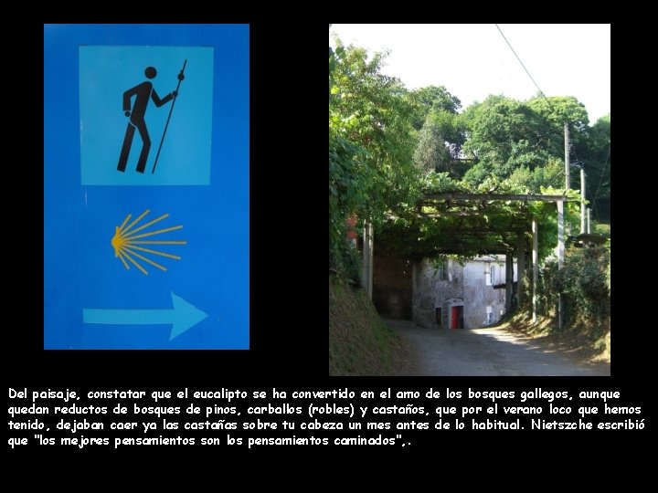 Del paisaje, constatar que el eucalipto se ha convertido en el amo de los