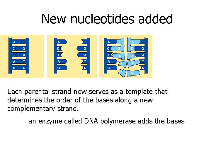 New nucleotides added Each parental strand now serves as a template that determines the