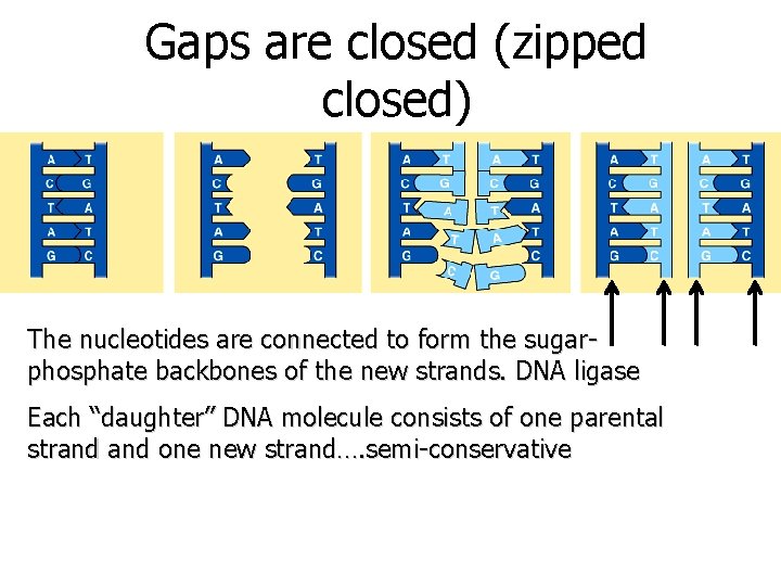 Gaps are closed (zipped closed) The nucleotides are connected to form the sugarphosphate backbones