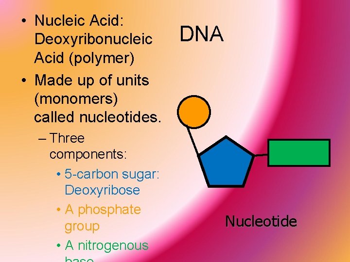  • Nucleic Acid: Deoxyribonucleic Acid (polymer) • Made up of units (monomers) called