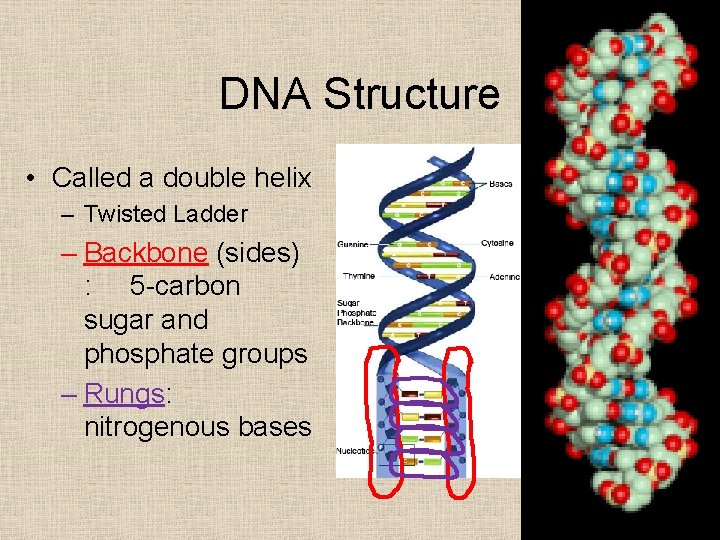 DNA Structure • Called a double helix – Twisted Ladder – Backbone (sides) :