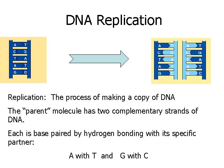 DNA Replication: The process of making a copy of DNA The “parent” molecule has