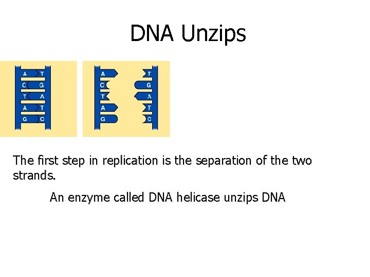 DNA Unzips The first step in replication is the separation of the two strands.