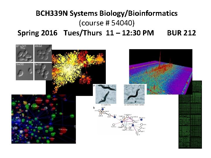 BCH 339 N Systems Biology/Bioinformatics (course # 54040) Spring 2016 Tues/Thurs 11 – 12: