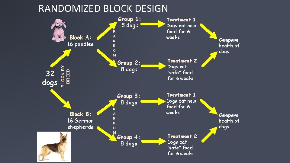 RANDOMIZED BLOCK DESIGN Group 1: 8 dogs 32 dogs BLOCK BY BREED Block A: RANDOMIZED BLOCK DESIGN Group 1: 8 dogs 32 dogs BLOCK BY BREED Block A: