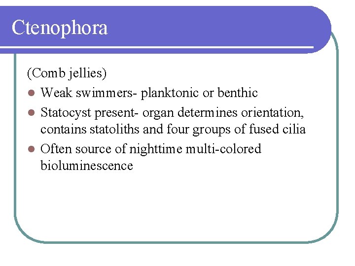 Ctenophora (Comb jellies) l Weak swimmers- planktonic or benthic l Statocyst present- organ determines