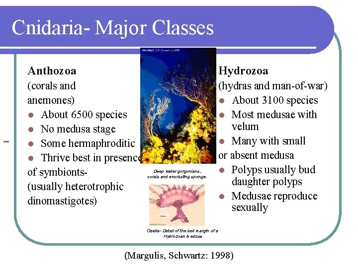 Cnidaria- Major Classes Anthozoa Hydrozoa (corals and anemones) l About 6500 species l No