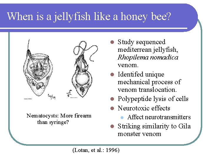 When is a jellyfish like a honey bee? Study sequenced mediterrean jellyfish, Rhopilema nomadica