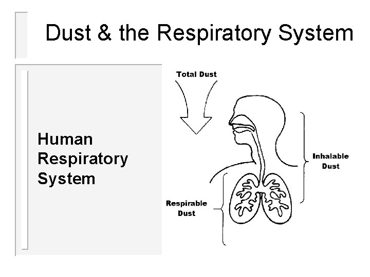 Dust & the Respiratory System Human Respiratory System Dust & the Respiratory System Human Respiratory System