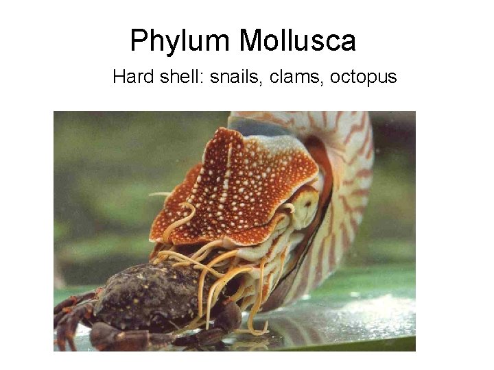 Phylum Mollusca Hard shell: snails, clams, octopus 