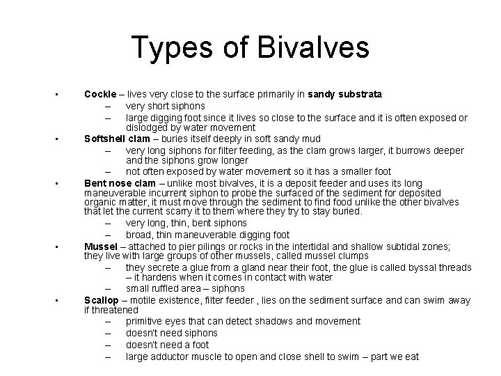 Types of Bivalves • • • Cockle – lives very close to the surface