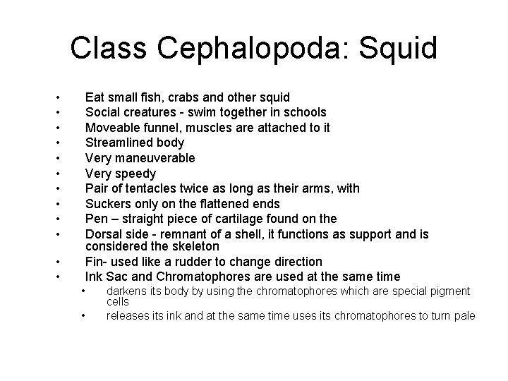 Class Cephalopoda: Squid • • • Eat small fish, crabs and other squid Social