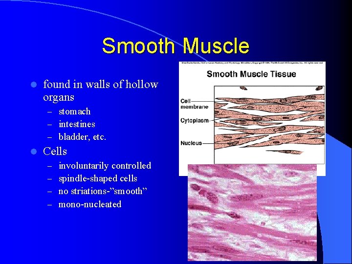 Smooth Muscle l found in walls of hollow organs – stomach – intestines –