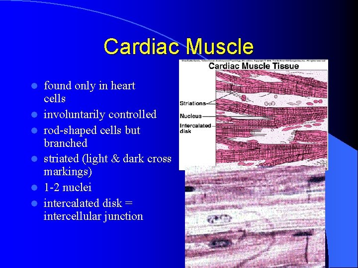 Cardiac Muscle l l l found only in heart cells involuntarily controlled rod-shaped cells