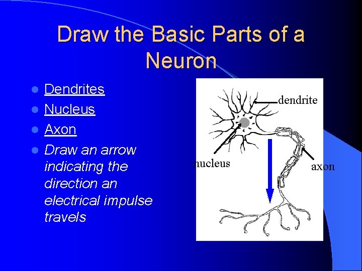 Draw the Basic Parts of a Neuron Dendrites l Nucleus l Axon l Draw