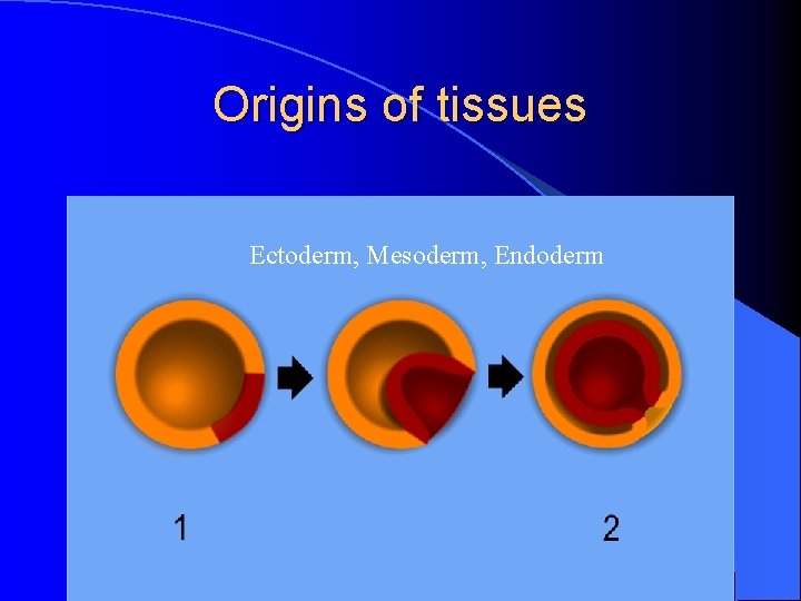 Origins of tissues Ectoderm, Mesoderm, Endoderm 