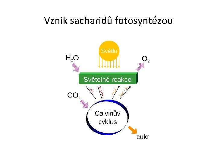 Vznik sacharidů fotosyntézou 