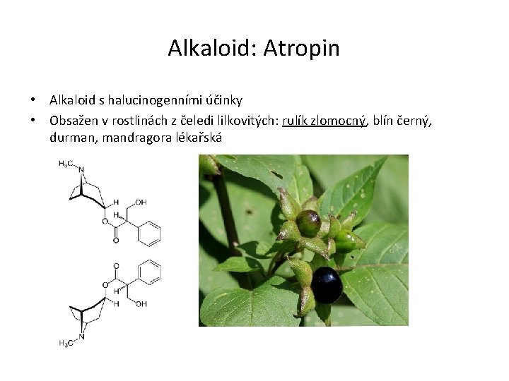 Alkaloid: Atropin • Alkaloid s halucinogenními účinky • Obsažen v rostlinách z čeledi lilkovitých: