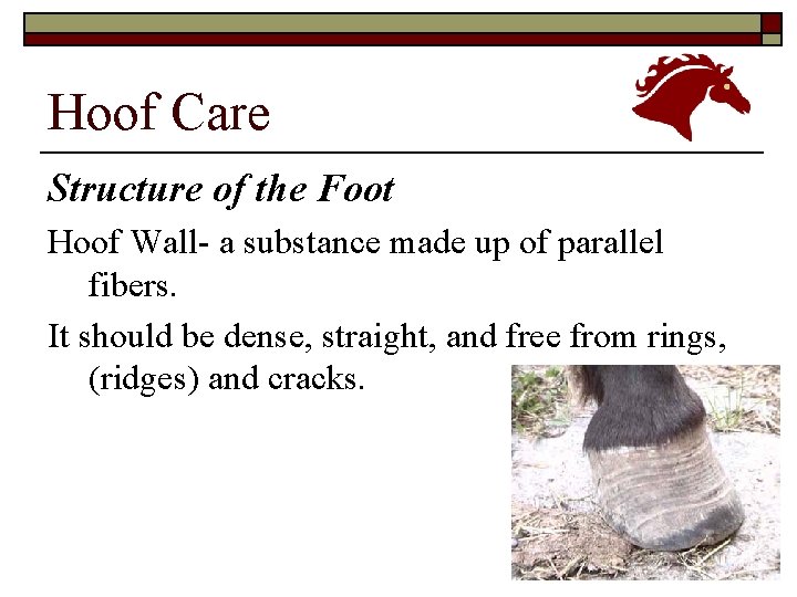 Hoof Care Structure of the Foot Hoof Wall- a substance made up of parallel