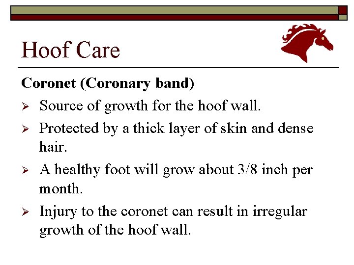 Hoof Care Coronet (Coronary band) Ø Source of growth for the hoof wall. Ø