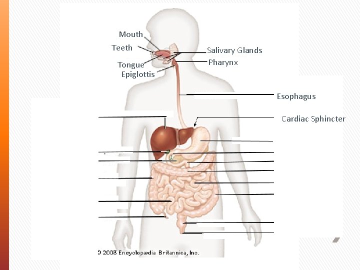 Mouth Teeth Tongue Epiglottis Salivary Glands Pharynx Esophagus Liver Gall Bladder Pancreas Ascending Colon