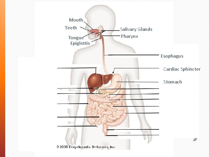 Mouth Teeth Tongue Epiglottis Salivary Glands Pharynx Esophagus Liver Gall Bladder Pancreas Ascending Colon