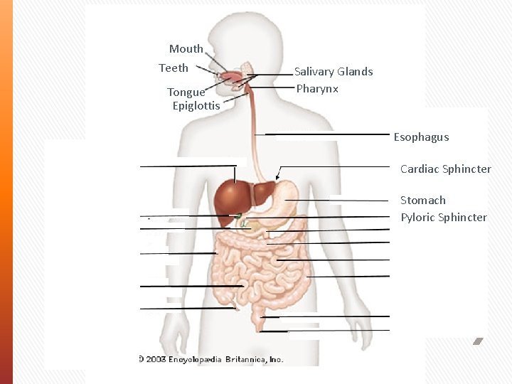 Mouth Teeth Tongue Epiglottis Salivary Glands Pharynx Esophagus Liver Gall Bladder Pancreas Ascending Colon
